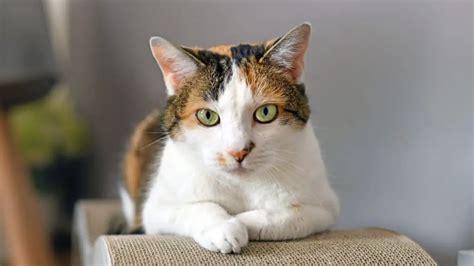 calico cat photos|how do calico cats reproduce.